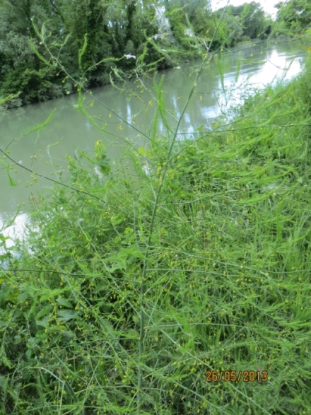 Erba palustre?  No, Asparagus sp.